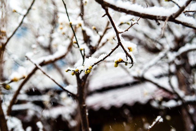 中锡安